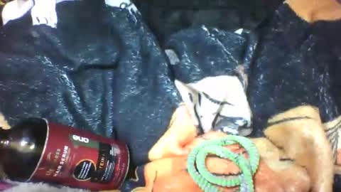 Snapshot of lovaelisa chatting on October 18, 6:48 am lovaelisa online show from October 18, 6:48 am