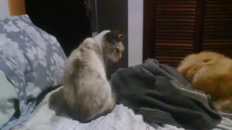 Snapshot of lucasgody chatting on October 19, 9:37 pm lucas online show from October 19, 9:37 pm