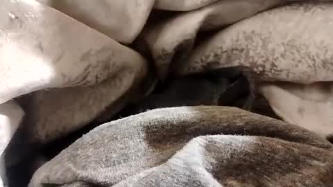 Snapshot of lvacd11 chatting on January 22, 12:38 pm Lvac11 online show from January 22, 12:38 pm