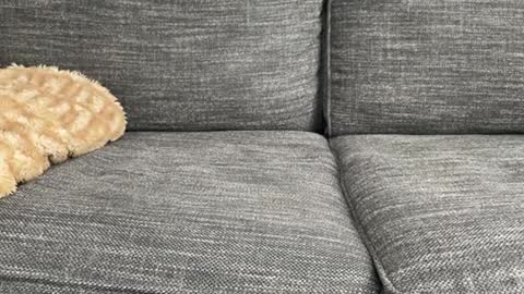 Snapshot of majortazer chatting on February 17, 10:58 pm majortazer online show from February 17, 10:58 pm