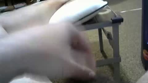 manumanu8585 online show from February 3, 1:38 pm