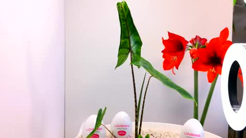 manup1977 online show from December 15, 12:04 am