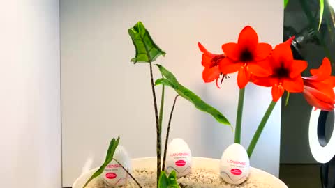 manup1977 online show from December 16, 12:48 am