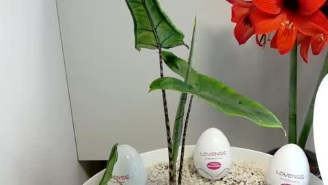 manup1977 online show from December 17, 3:01 am