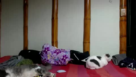 Mia  Sam online show from March 22, 12:25 am