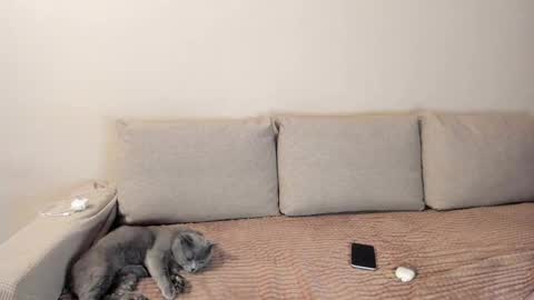 Kitty online show from December 3, 2:41 am