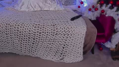 Rosa online show from December 24, 10:01 am