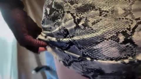 mskarentoy online show from October 6, 7:55 pm