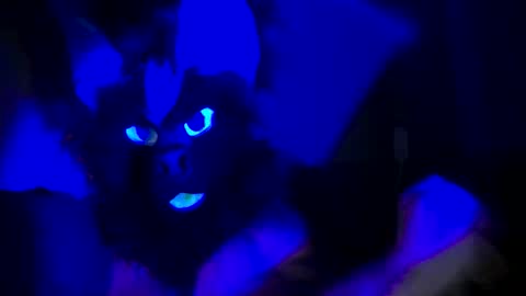 n33ds2br33d online show from October 19, 3:07 am