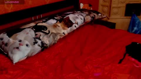 Snapshot of naughtyhousewifexx chatting on January 30, 5:49 pm housewife Eva online show from January 30, 5:49 pm