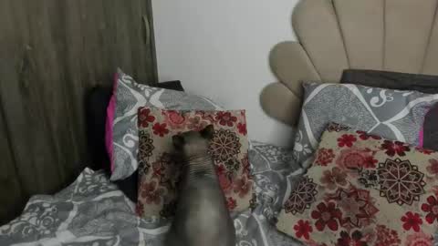 Nei turn green online show from November 11, 1:16 am