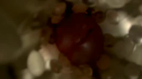 nocturnusfuz online show from January 30, 2:47 pm