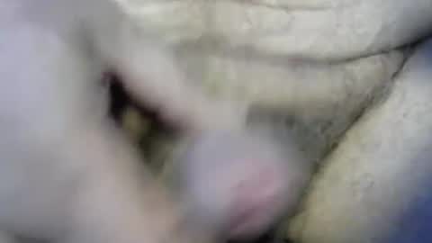 Snapshot of ogasmbyoral chatting on December 4, 12:47 pm ogasmbyoral online show from December 4, 12:47 pm