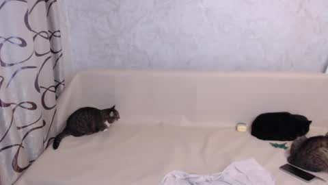 Olivia online show from November 3, 4:25 am