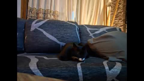 p326032 online show from November 3, 8:54 pm