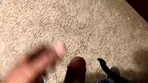 palote_69 online show from November 15, 3:37 am