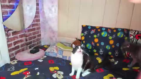 pamelaa Viscontty online show from April 24, 2:36 am