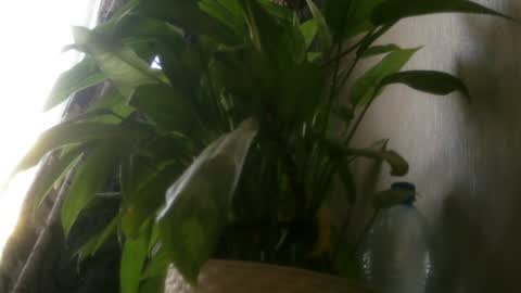 Snapshot of pamela_passion chatting on July 20, 11:23 am pamela_passion online show from July 20, 11:23 am