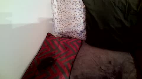 Snapshot of parlay0028 chatting on January 29, 2:30 am Parlay tellio online show from January 29, 2:30 am