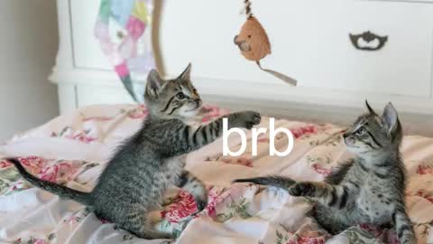 Snapshot of pink_girl0n chatting on November 6, 12:22 am Kitty online show from November 6, 12:22 am