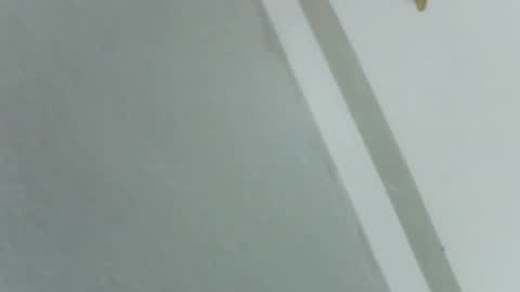 Rose online show from November 14, 8:24 am