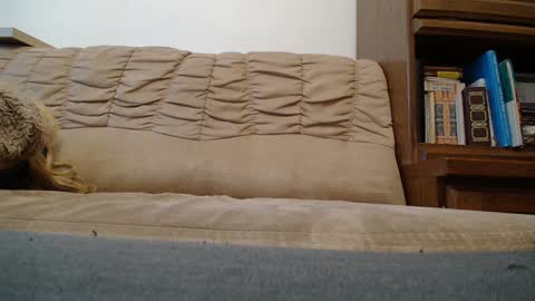 Prince Of Prague online show from February 7, 8:22 am