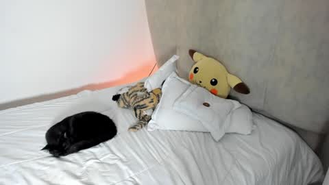 natalia  -  online show from January 25, 8:10 am