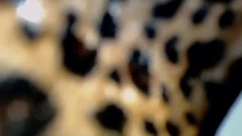 cindy online show from February 4, 10:36 pm