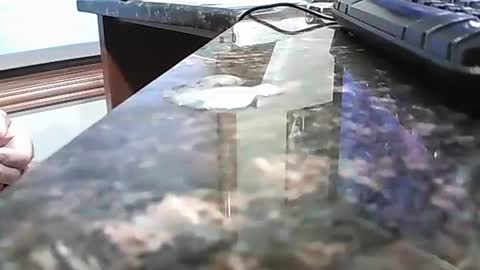 rigellan2021 online show from October 1, 2:45 pm