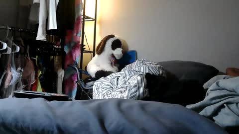 River Saint online show from March 11, 11:04 pm