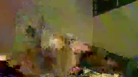 savagetonguee online show from December 5, 8:05 pm