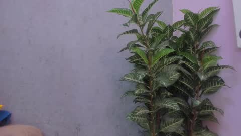 Scarlett 3 online show from November 29, 3:09 am