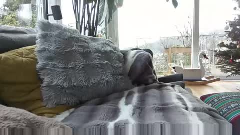 Snapshot of sexylover81ch chatting on December 21, 11:28 am sexylover81ch online show from December 21, 11:28 am