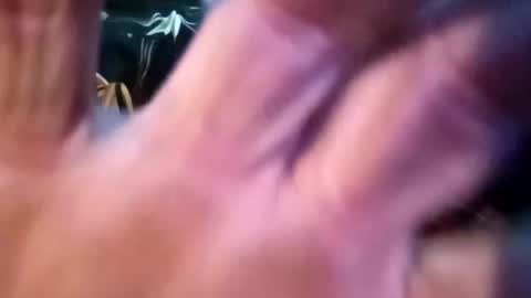 Snapshot of sharoc666 chatting on February 25, 12:55 pm Shamroc online show from February 25, 12:55 pm