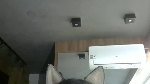 skinnykittencam online show from November 6, 6:31 pm