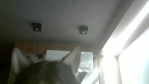 skinnykittencam online show from February 1, 4:00 am