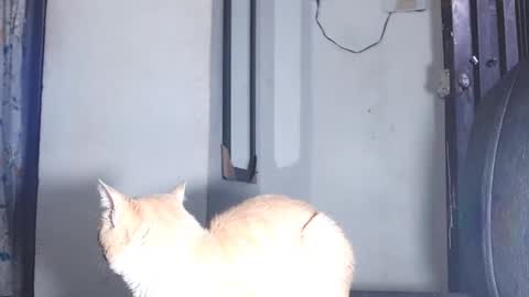 sofiadoll77 online show from March 1, 10:53 pm