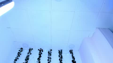 SOPH  online show from January 31, 1:11 am