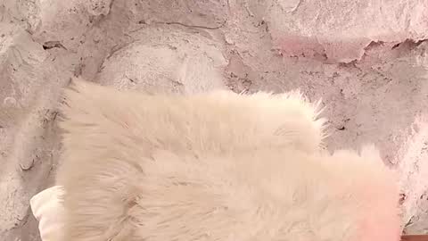 S T E L L A online show from February 1, 11:42 am