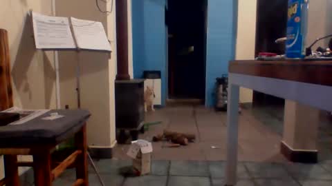 tanobi70 online show from April 18, 1:31 am