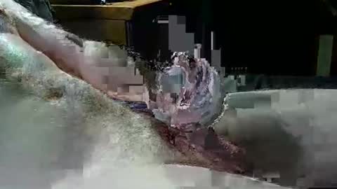 Texas Rose 33 online show from April 4, 5:10 pm