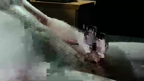 Texas Rose 33 online show from April 5, 9:45 pm