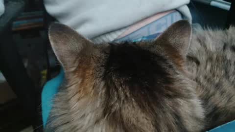 thechicken369 online show from January 19, 8:30 pm