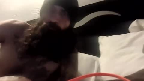 Snapshot of theh4iryfi5h chatting on February 21, 12:28 pm theh4iryfi5h online show from February 21, 12:28 pm