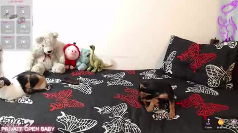 Tina N Charlie online show from October 21, 12:06 pm