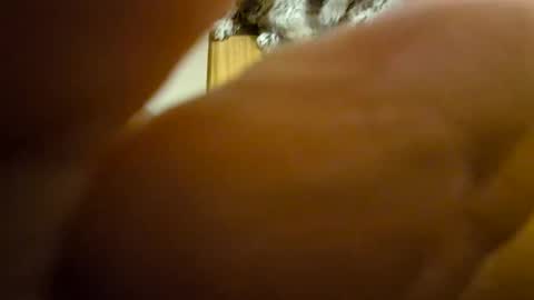 Toady online show from December 8, 11:35 am