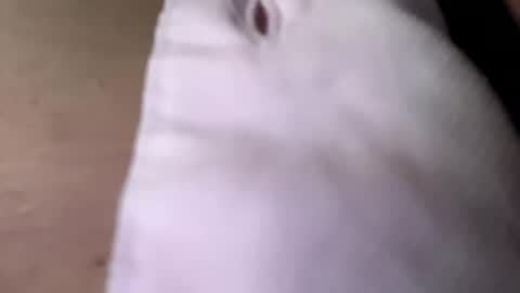 tommit84 online show from October 19, 4:13 am