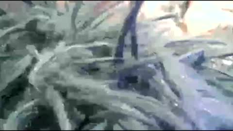 tooshort30w59675 online show from February 17, 5:19 pm