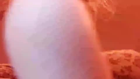 Snapshot of tretrix5588 chatting on December 31, 5:00 am tretrix5588 online show from December 31, 5:00 am