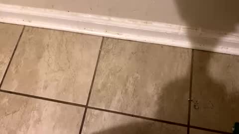 Snapshot of tripnlola chatting on February 12, 2:21 pm The real Mandingo online show from February 12, 2:21 pm